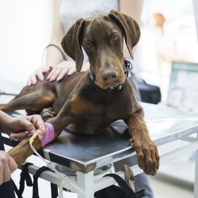 Beautiful doberman puppy lying on a veterinary table and gets an infusion. Vet holding infusion line attached to dog's leg. Short DOF and selective focus on veterinarian hand